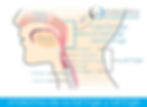 AnatomĆa de la faringe y laringe