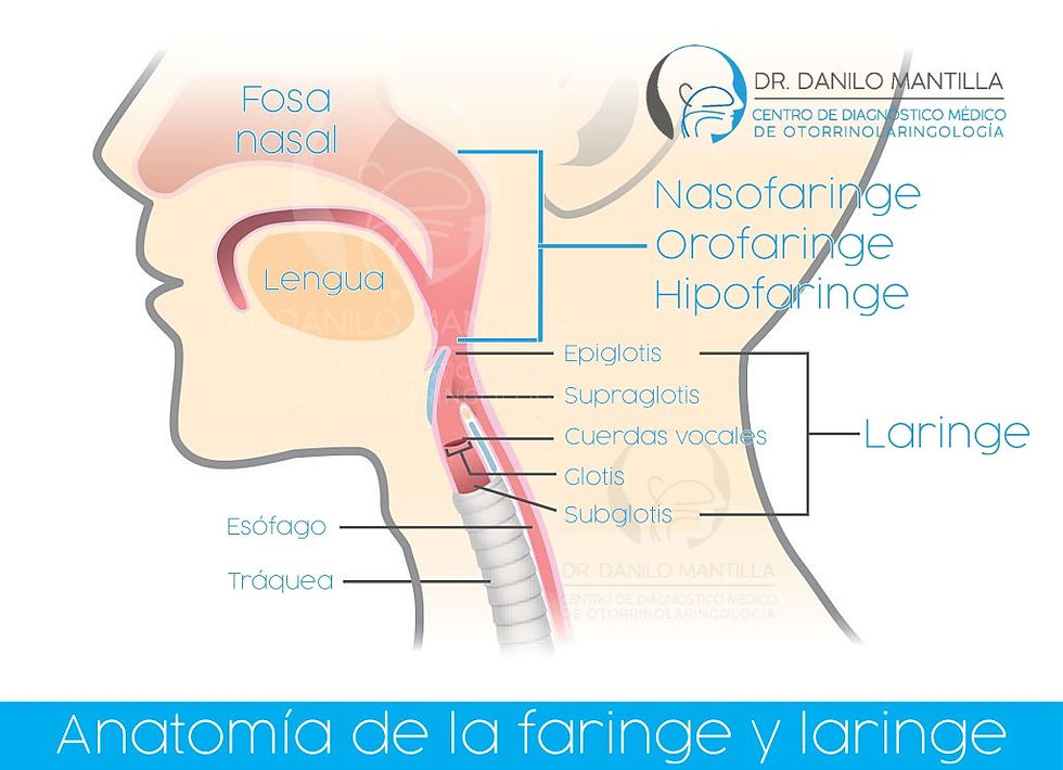 Anatomía de la faringe y laringe