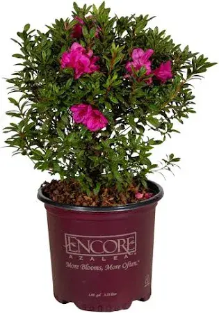 Encore Azalea® Autumn Jewel® 3-Gallon