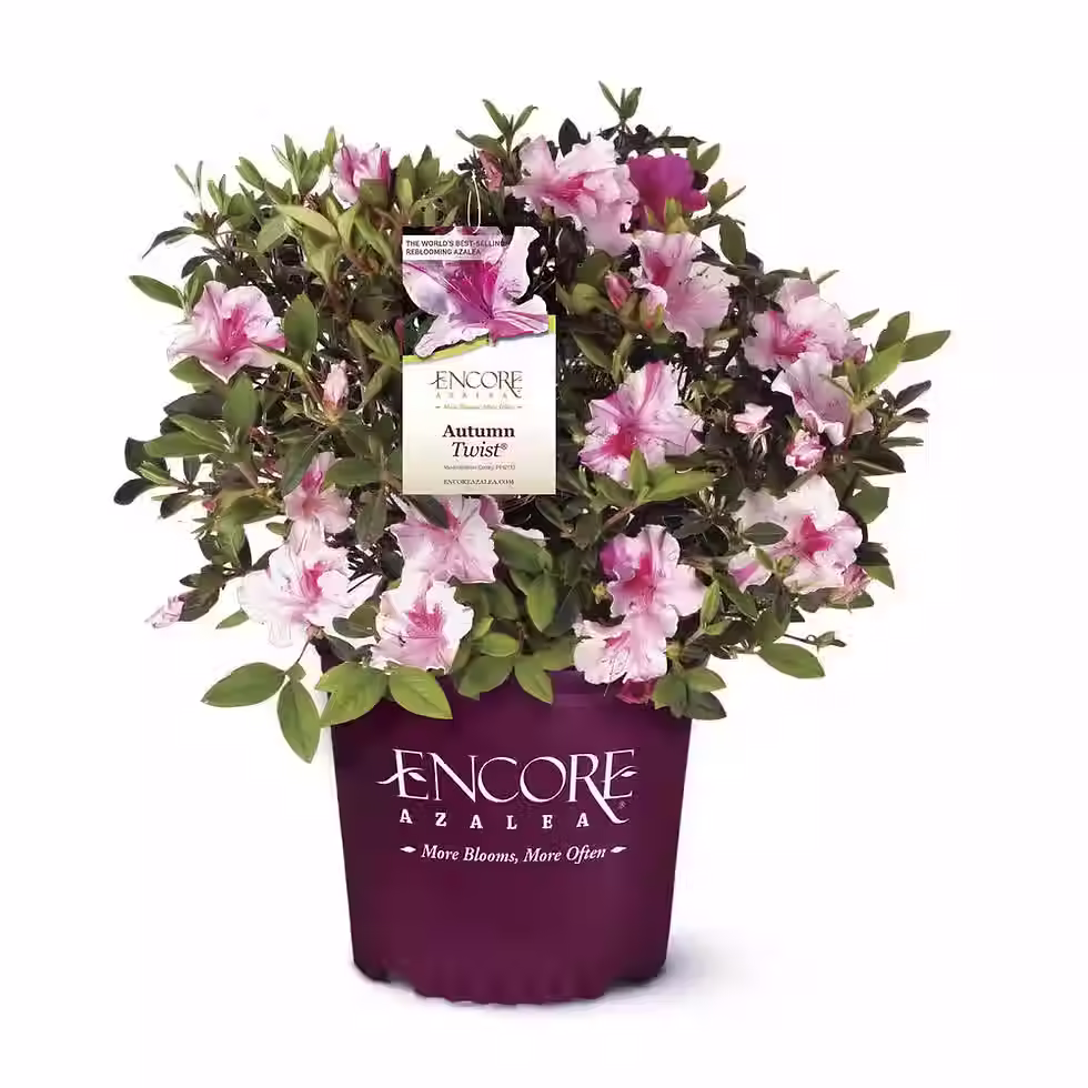 Encore Azalea® Autumn Twist®