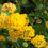 Thumbnail: Lantana Little Lucky™ Pot of Gold 1-Gallon