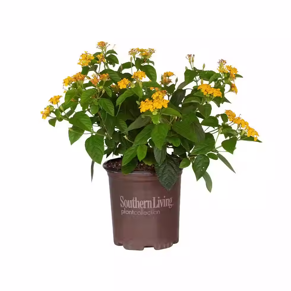 Lantana Little Lucky™ Pot of Gold 1-Gallon