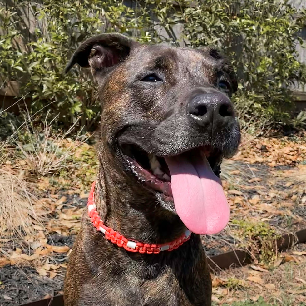 Thumbnail: Orange Classic Cobra Adjustable EM Dog Collar - READY TO SHIP