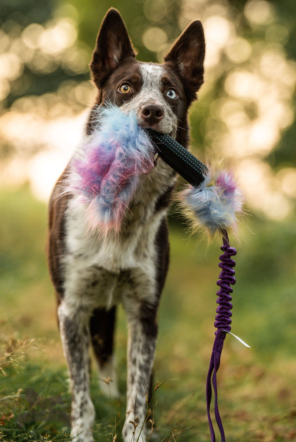 Thumbnail: Bungee Treat Tube Crinkle + Squeak