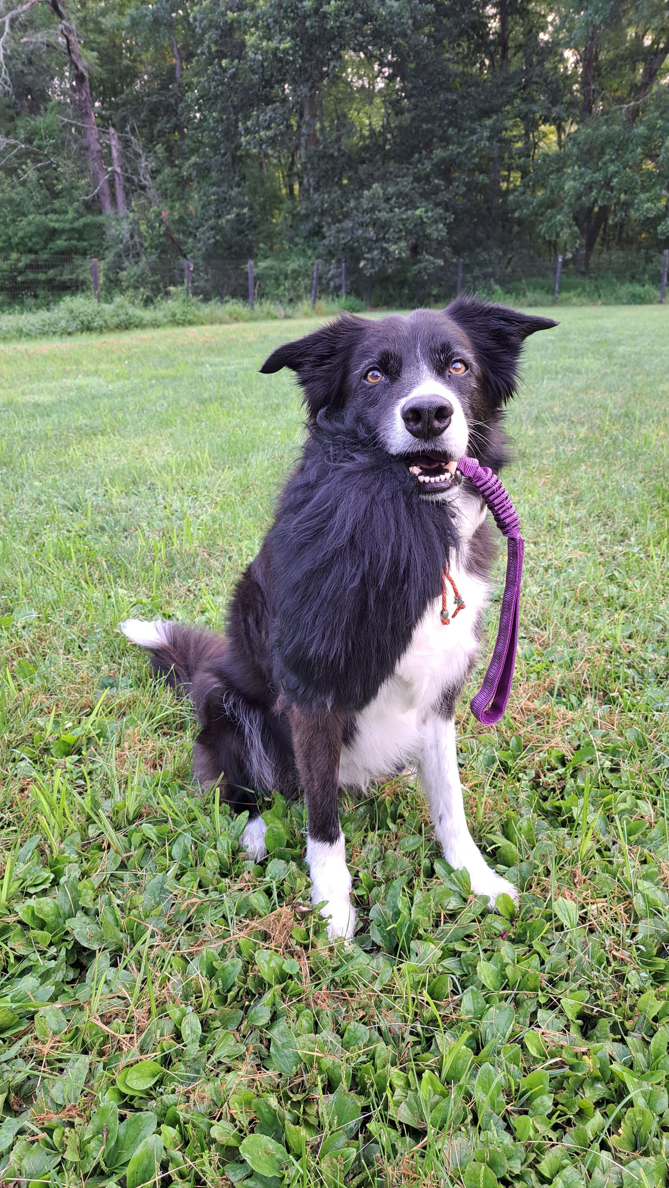 Shaggy Sheep Bungee Tug