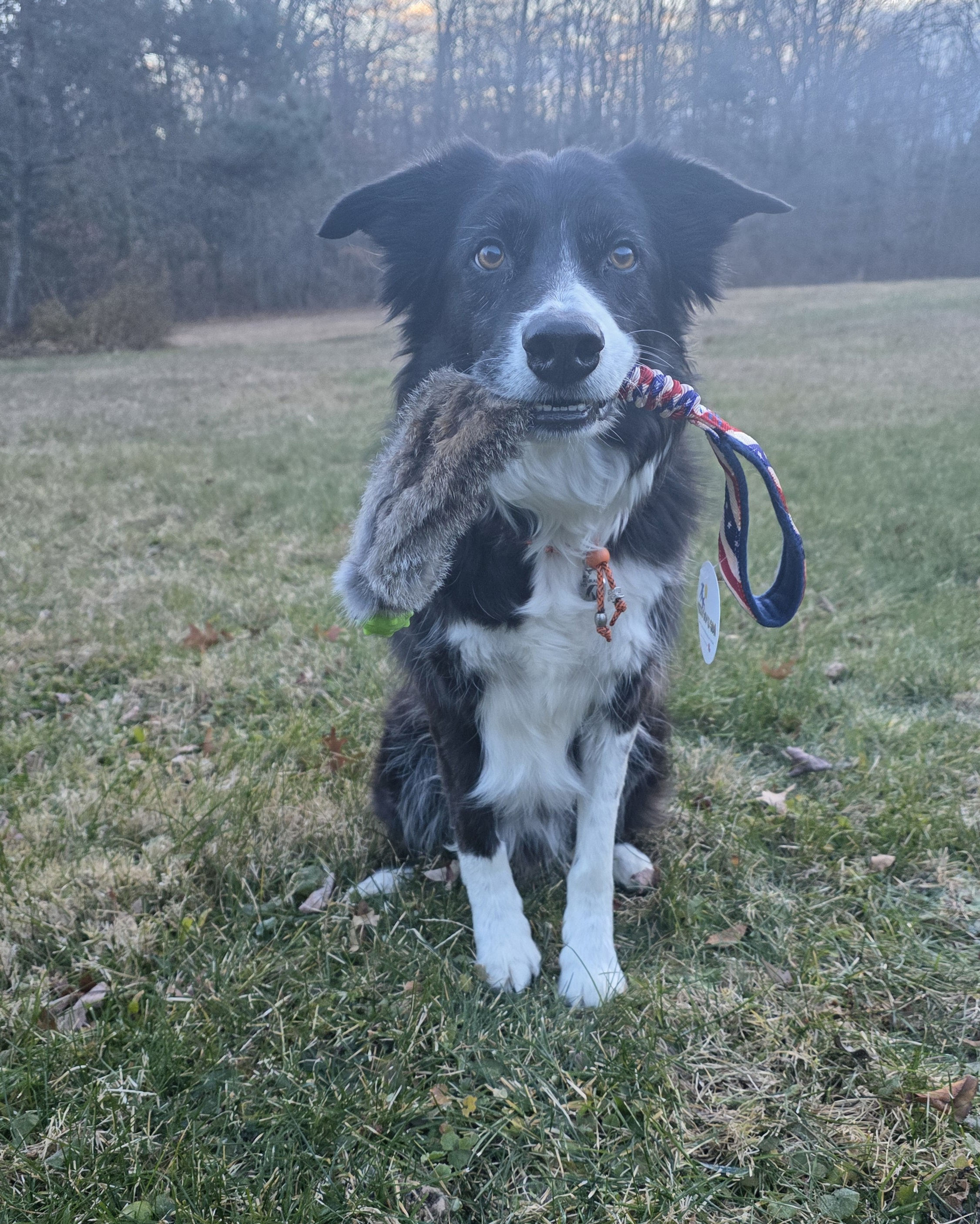 Rabbit Comet Atom Tug