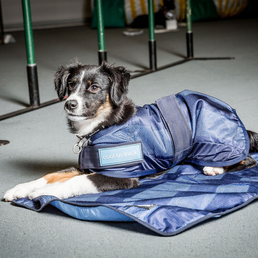 Thumbnail: Cool on Track Dog Coat