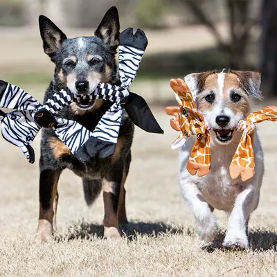 Thumbnail: Jolly Flathead Cow ~ S/L