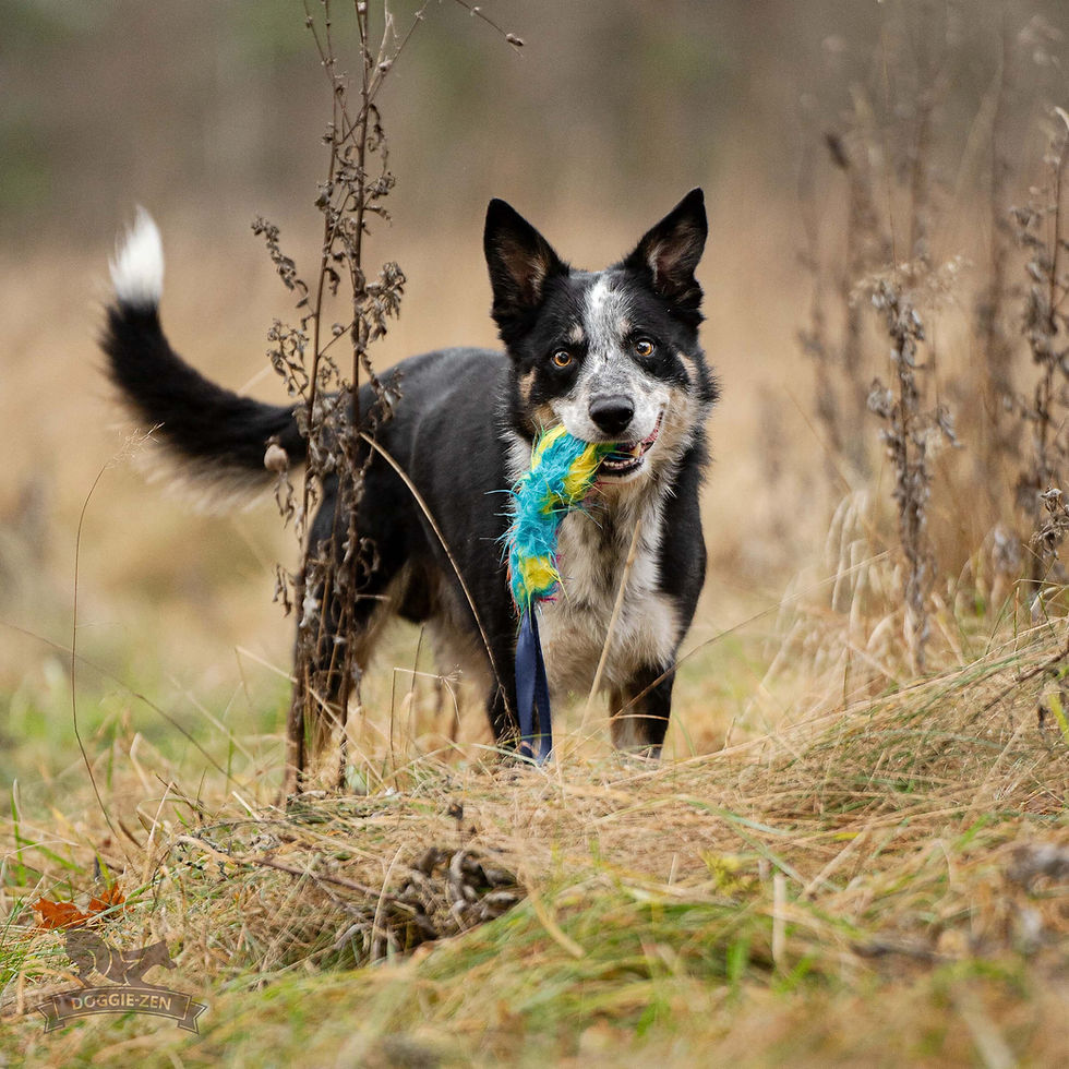 Thumbnail: Pocket Faux Fur Squeak Tug