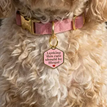 Thumbnail: Looking this Cute should be Illegal Pet ID ~ Bad Tags