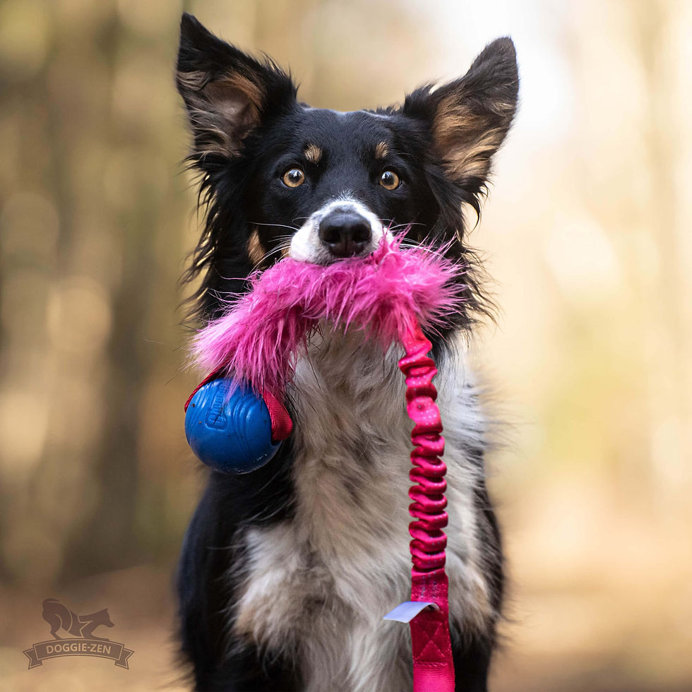 Thumbnail: Bungee Faux Fur with Chuck It Crunch Tug