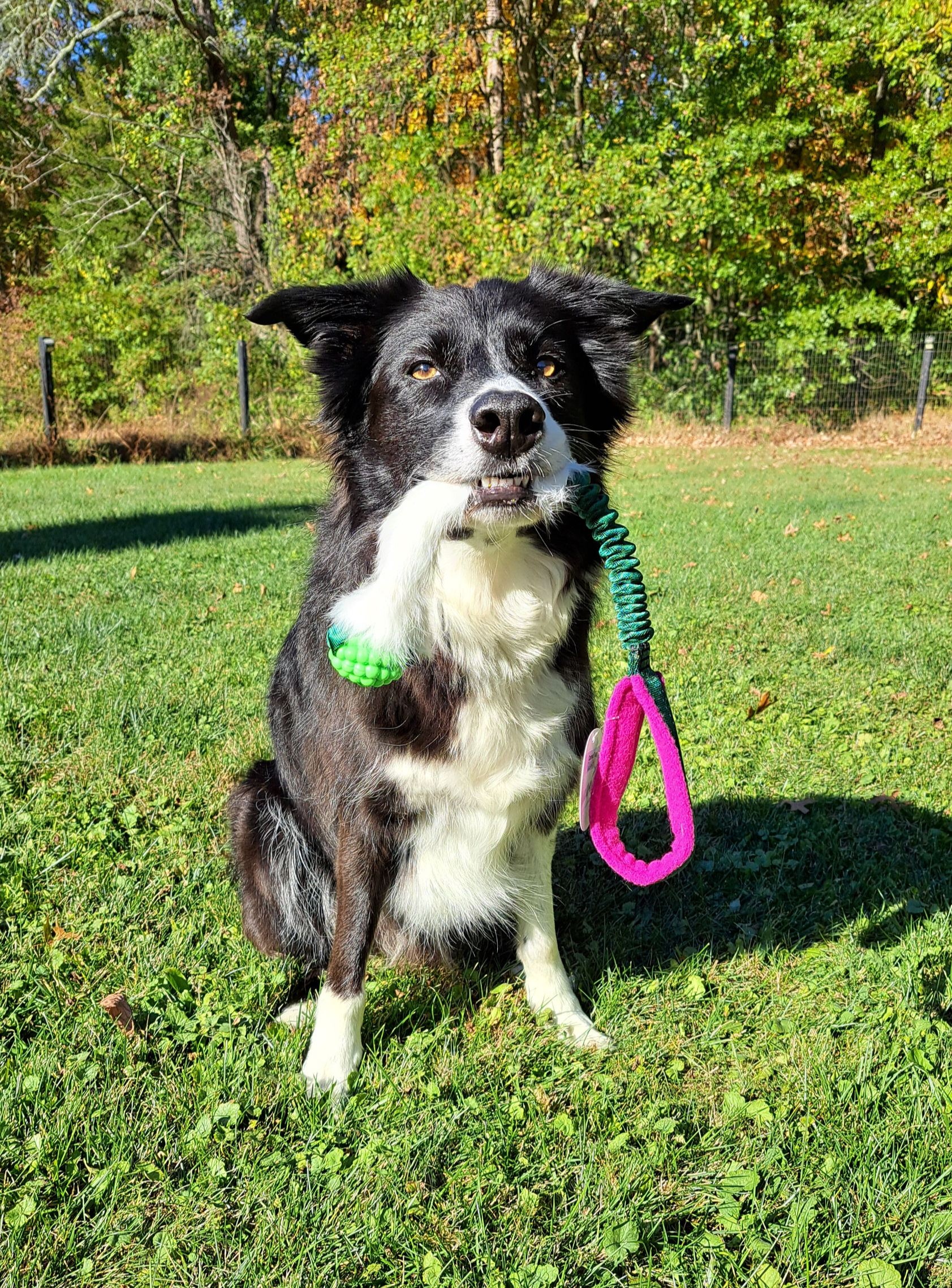 Rabbit Comet Bumpy Tug