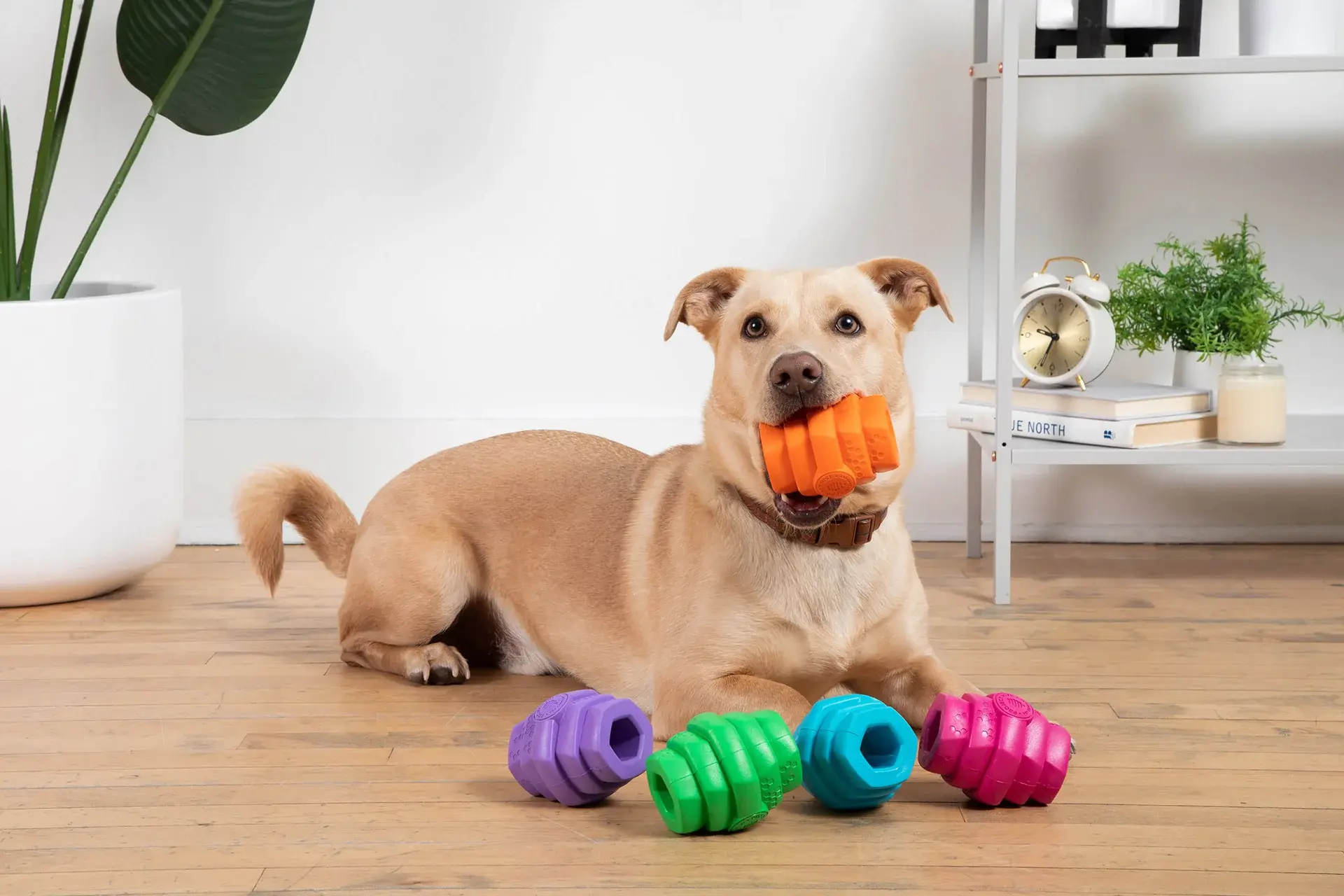 Hive Treat Toy ~ Project Hive