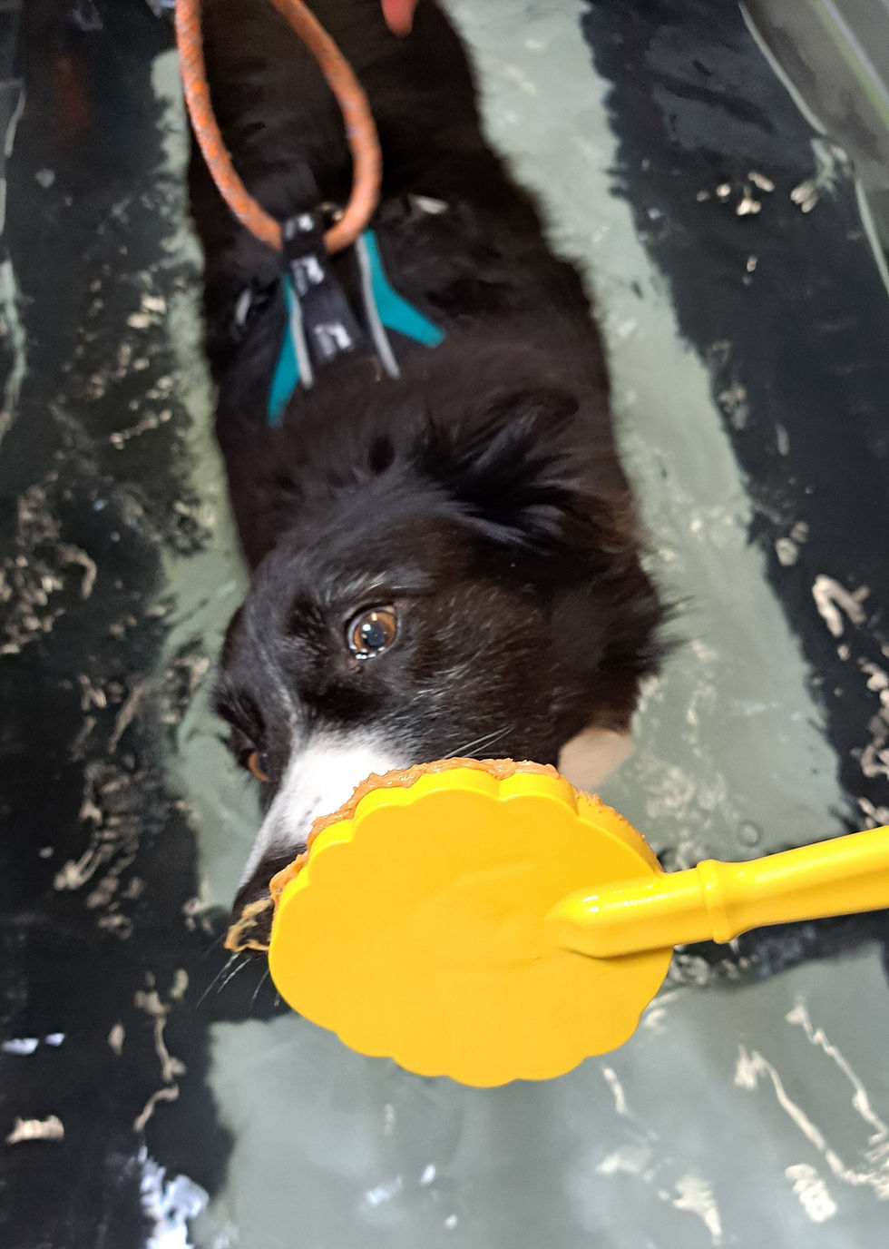 Thumbnail: Lick Stick Handheld Enrichment ~ Soda Pup