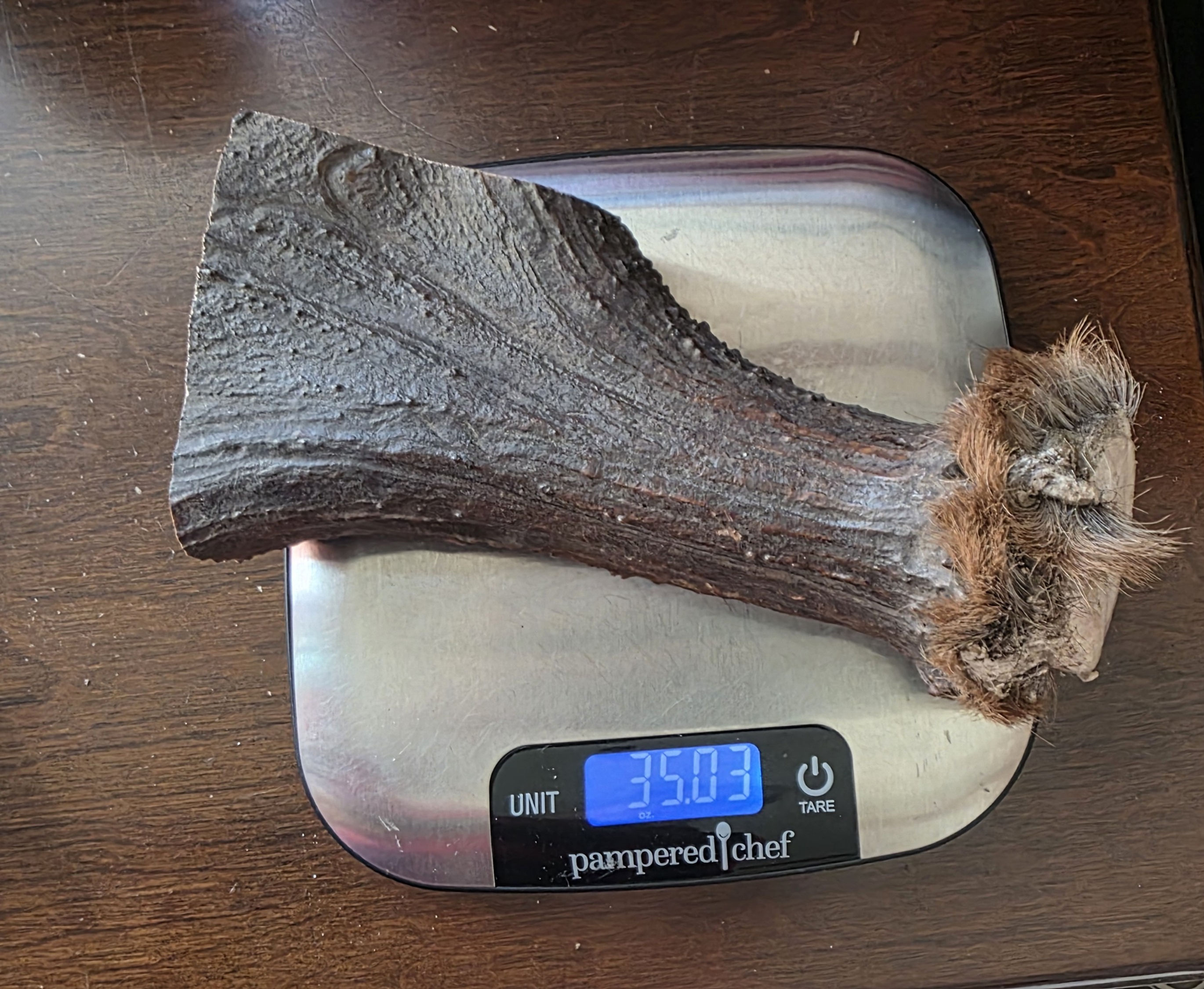 Massive Moose Antler 6