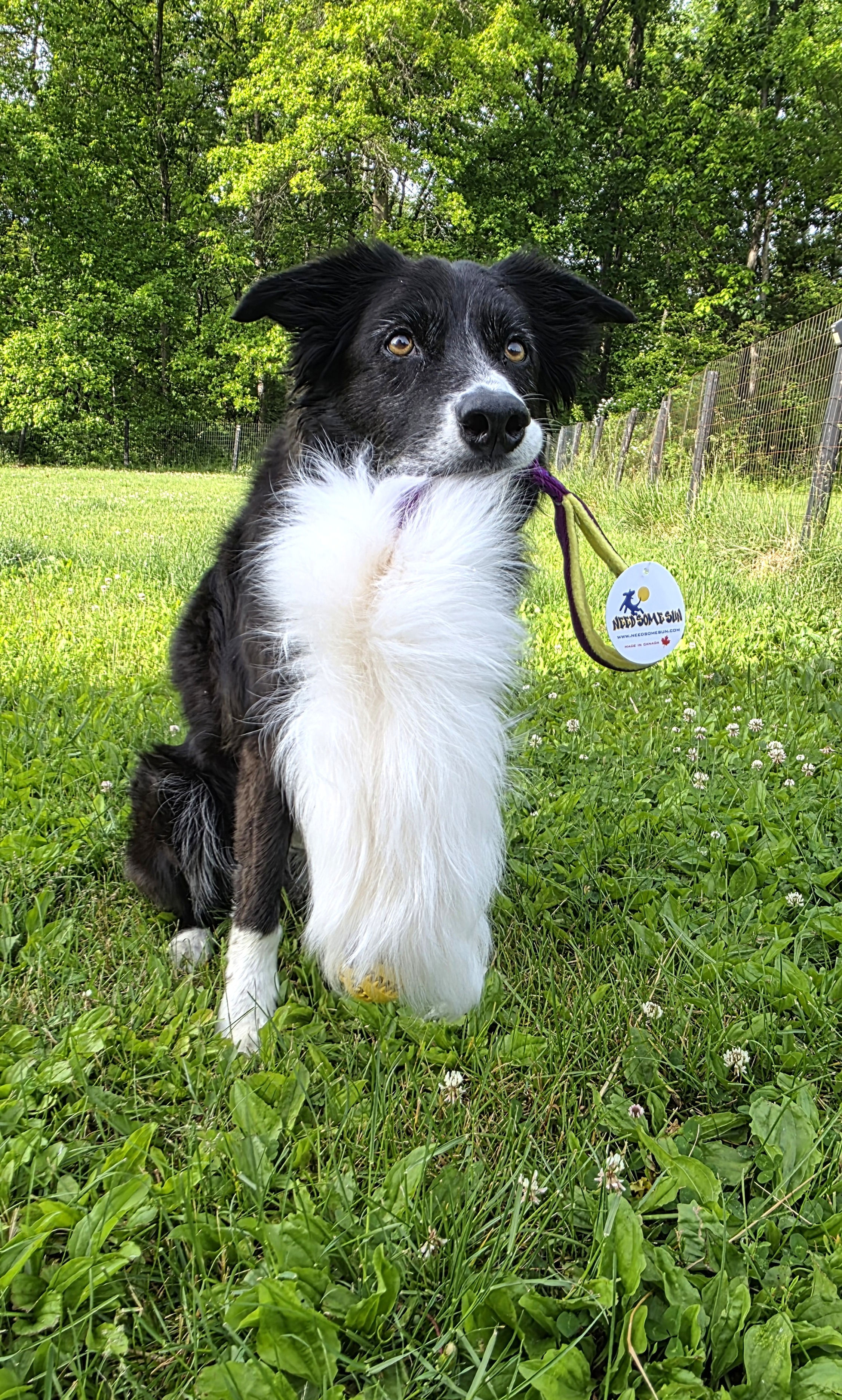 White Finn Rascal Tail Tug with Ball