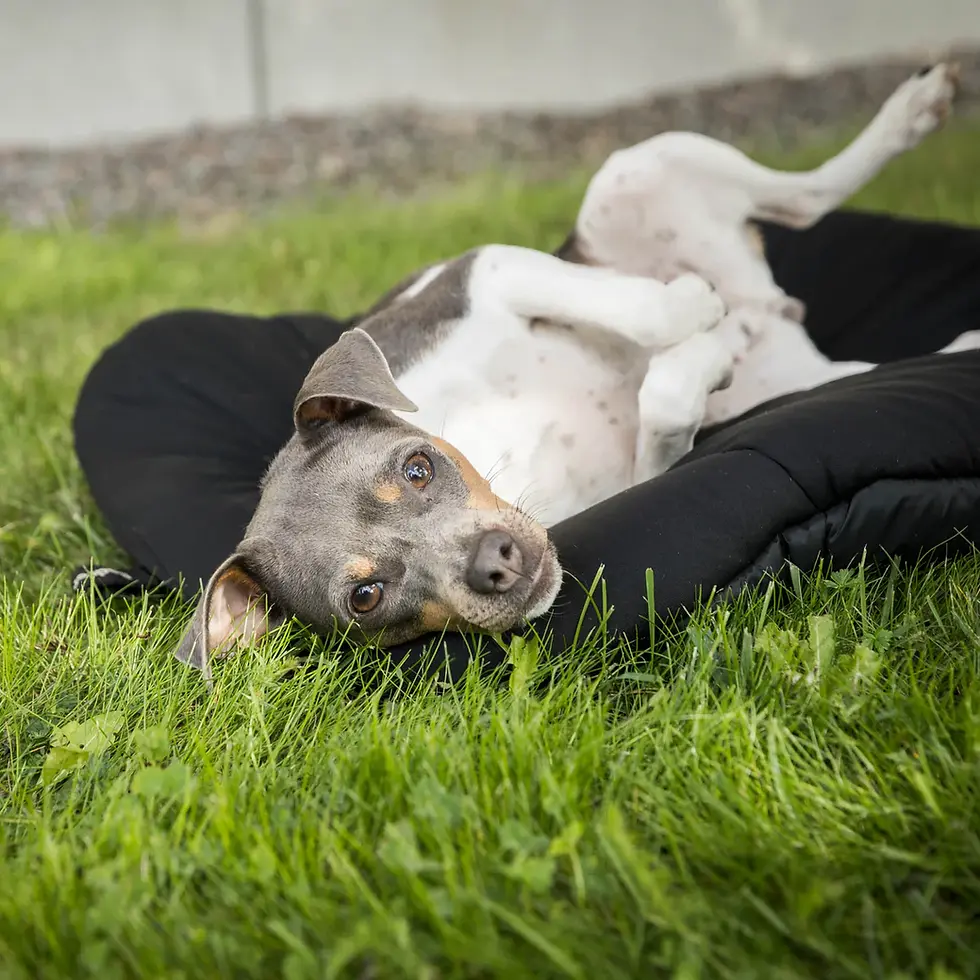 Thumbnail: Oval Dog Bed