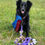 Thumbnail: CUSTOM Rabbit Leash