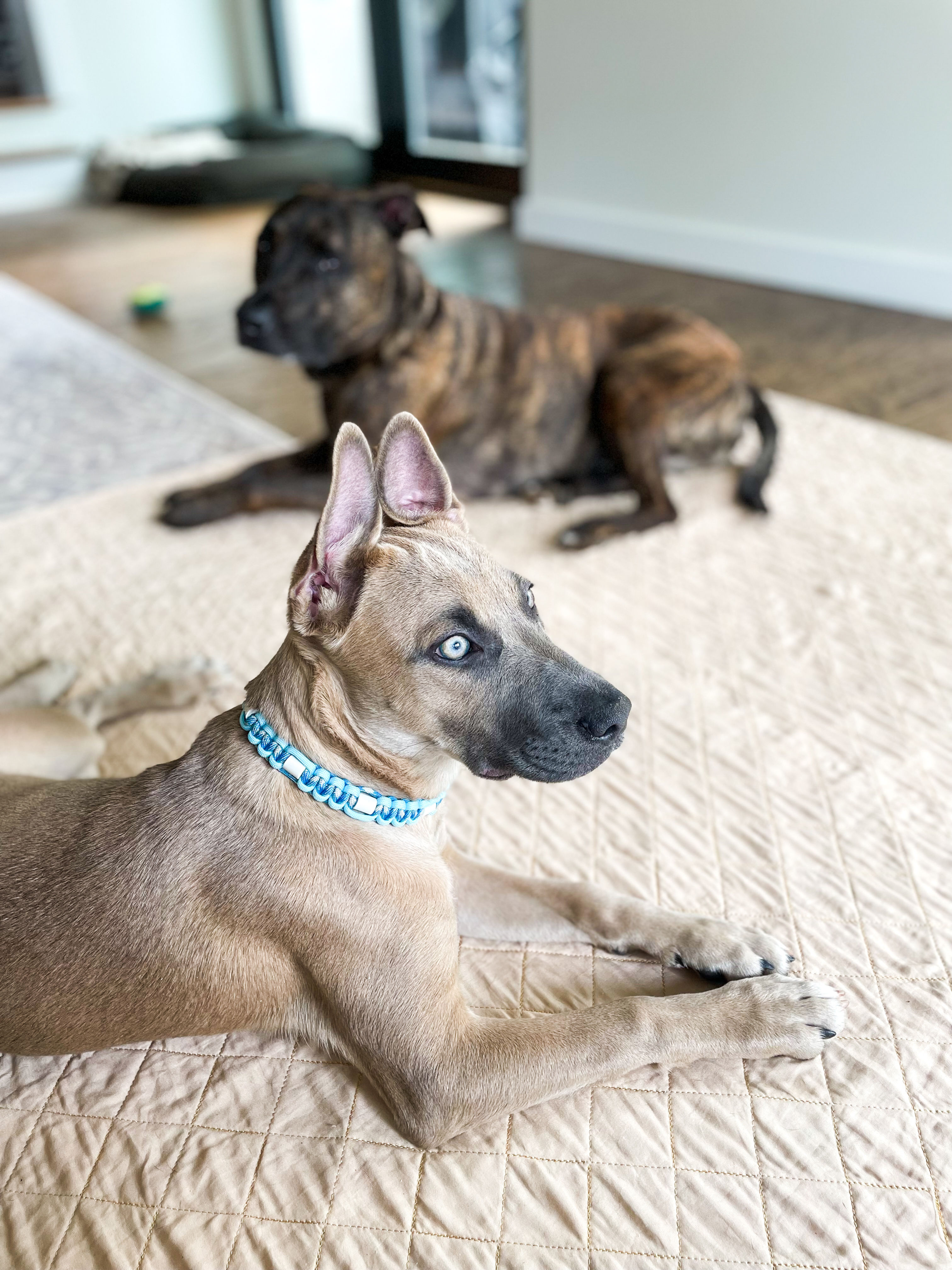 Light Blue Classic Cobra Adjustable EM Dog Collar - READY TO SHIP