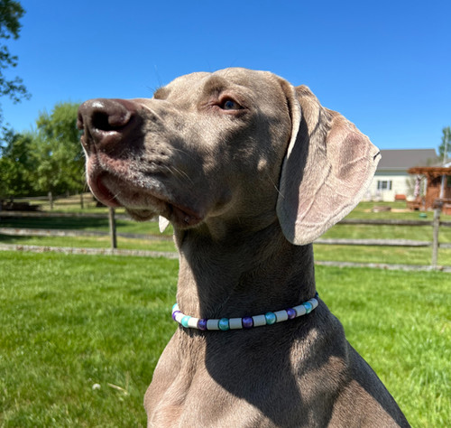 EM Dog Collar Sliding Knot Adjustable ~ CUSTOM | Natural Dawg