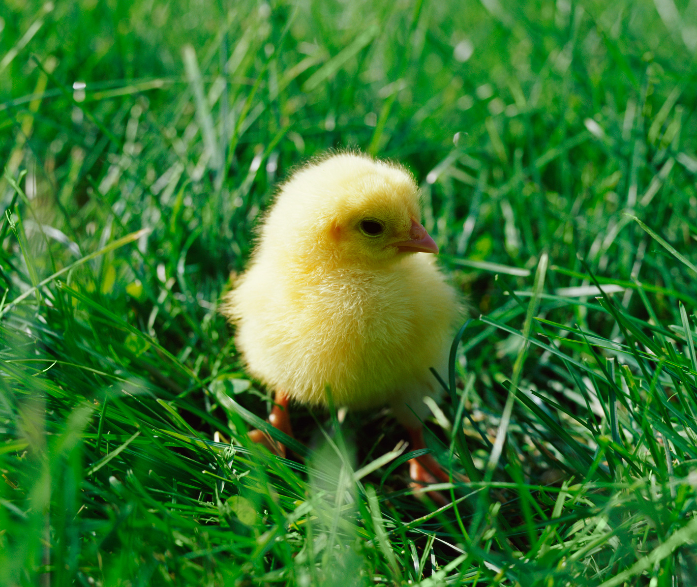 Rent A Chick