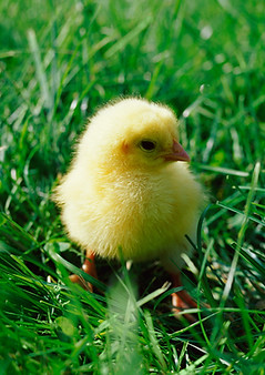 Chick