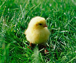Chick