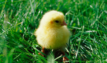 Chick