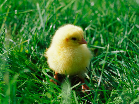 Luck FFA purchases animals to send to Africa