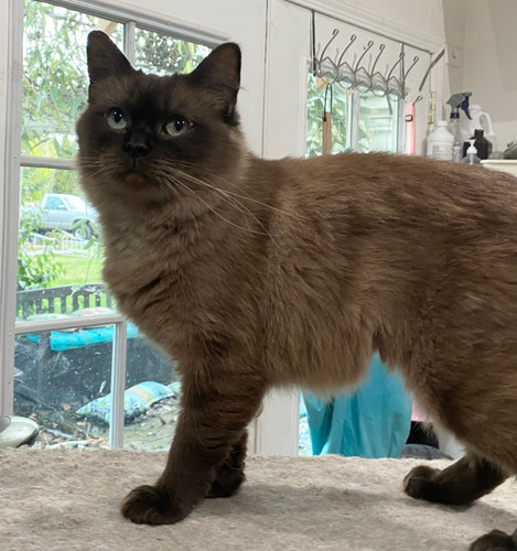 Lynx Point Ragdoll Kittens Chocolate Lynx Mink Ragdoll Female Lilac Lynx  Point Ragdoll Kitten ⋆ Happy RagDolls Of Miami