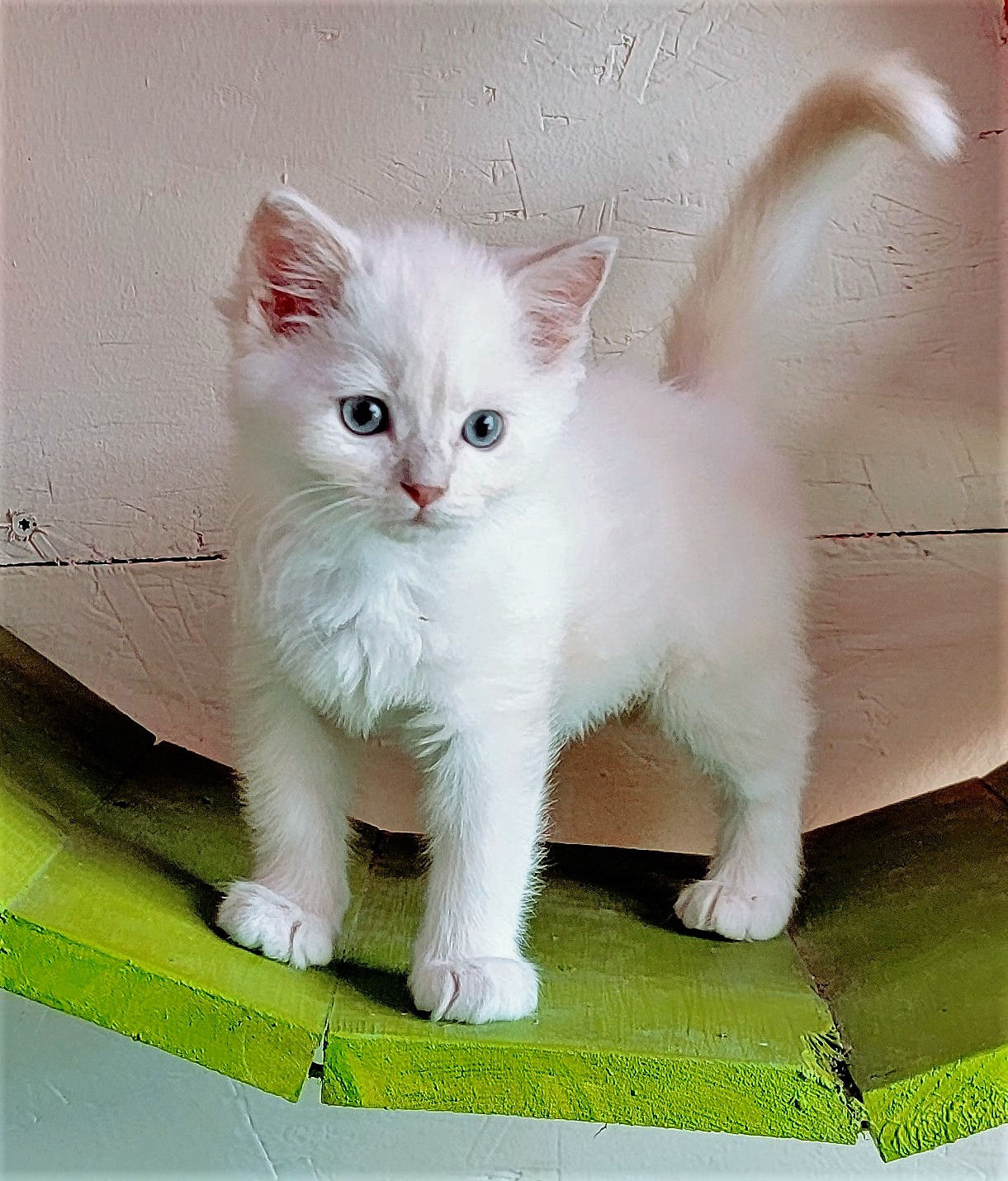Lilac Mitted M