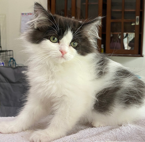 Cat Breeds Ragamuffin Kittens Near Me Long Haired Ragamuffin