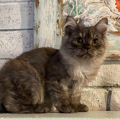 Available Kittens | Ragdoll Kittens 4U | Ragdoll Cat Breeder | Albany OR