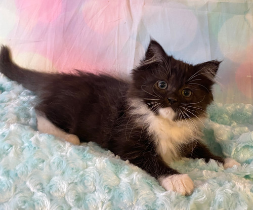 Tuxedo Ragamuffin F Ragdoll Kittens 4U