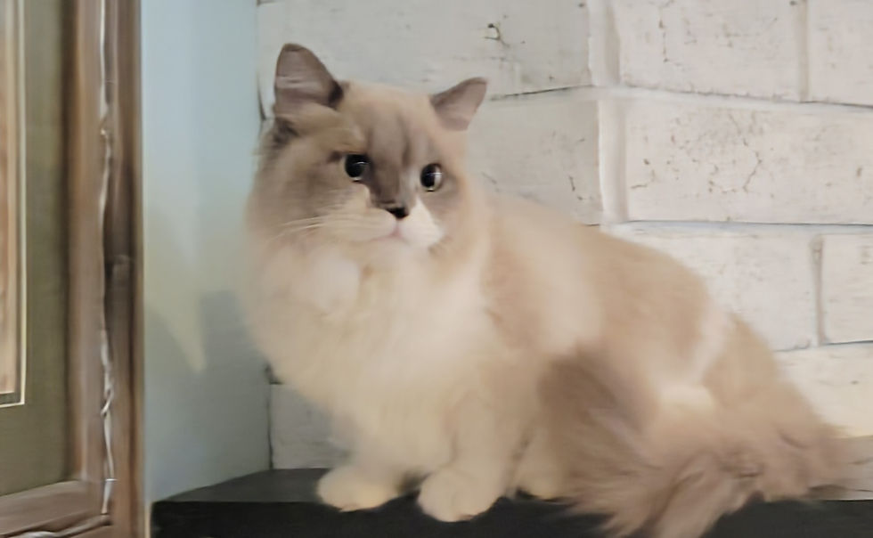 Katerina Blue Sepia Bicolor F