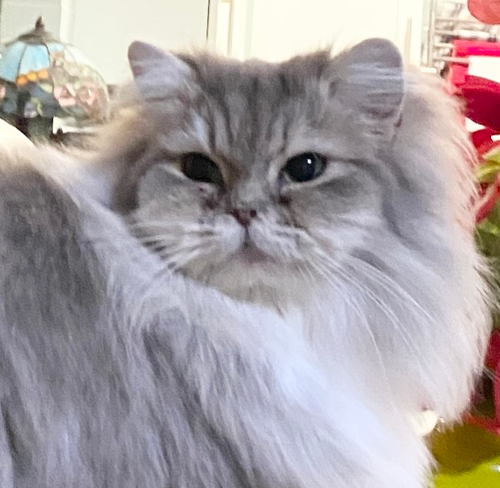Precious - Blue mitted Ragamuffin | Ragdoll Kittens 4U