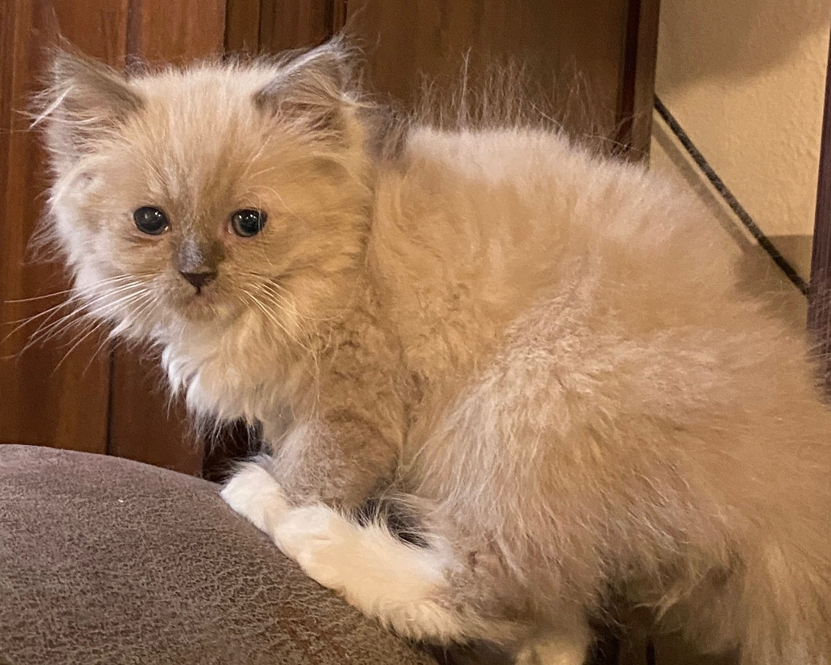 Blue Mink Smoke Mitted F