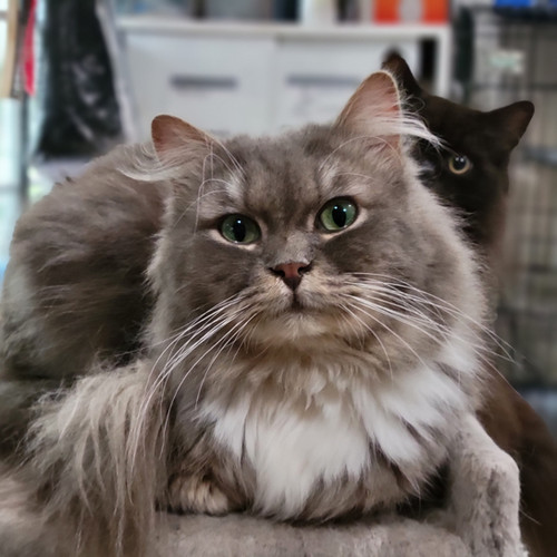 Long Haired Ragamuffin Cat Domestic Alexander Blue Mitted