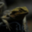 Iguana, Guadeloupe
