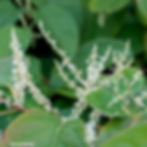 Image of the plant japanese knotweed.