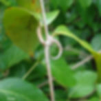Image of Cat's Claw plant.