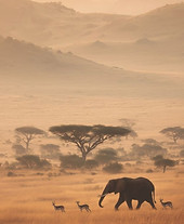 travel-planner-voyage-afrique-safari-uareva.jpeg.jpeg