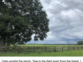 A Journey Home, A Tree Planted, A Calm in The Storm