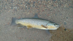 17" brown in Georgetown