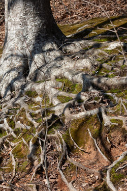 Aerial Roots | Dunbar Cave State Park