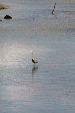 Swan Lake | Dunbar Cave State Park