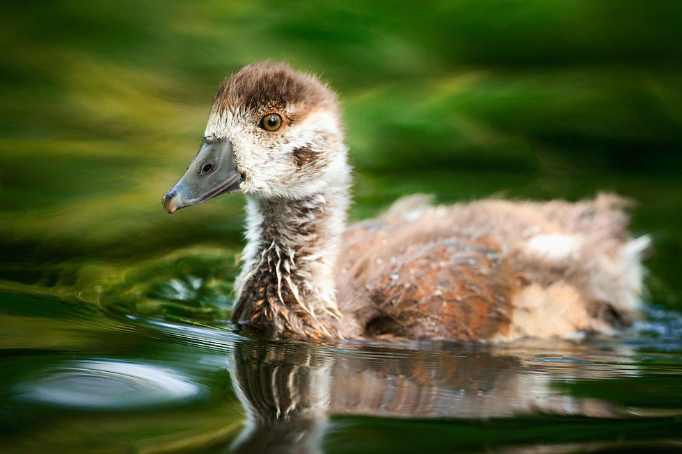 'Gosling Swirls'