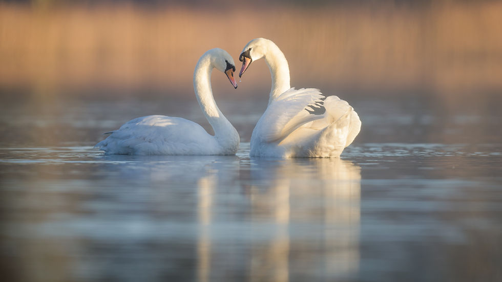 'The Romantics'