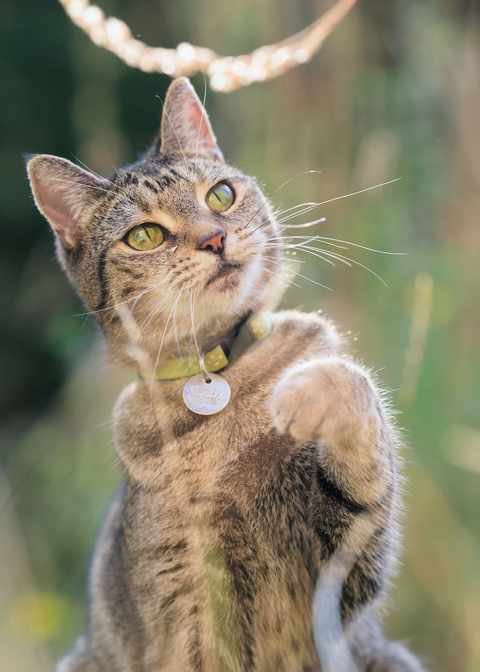 'Paw for Thought'