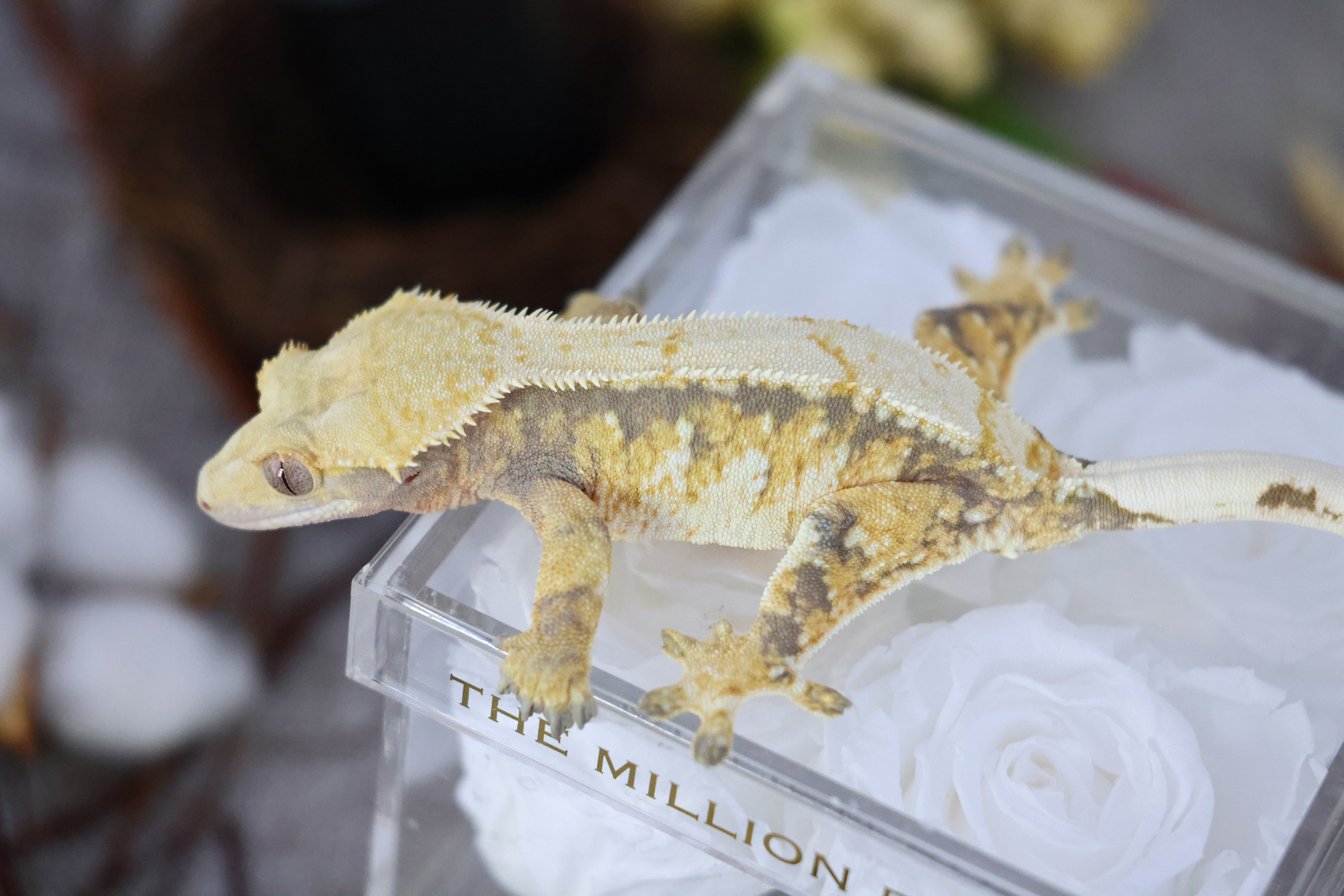 Female - Prince Charming X Spring